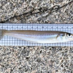 キスはまだ釣れるのかな。